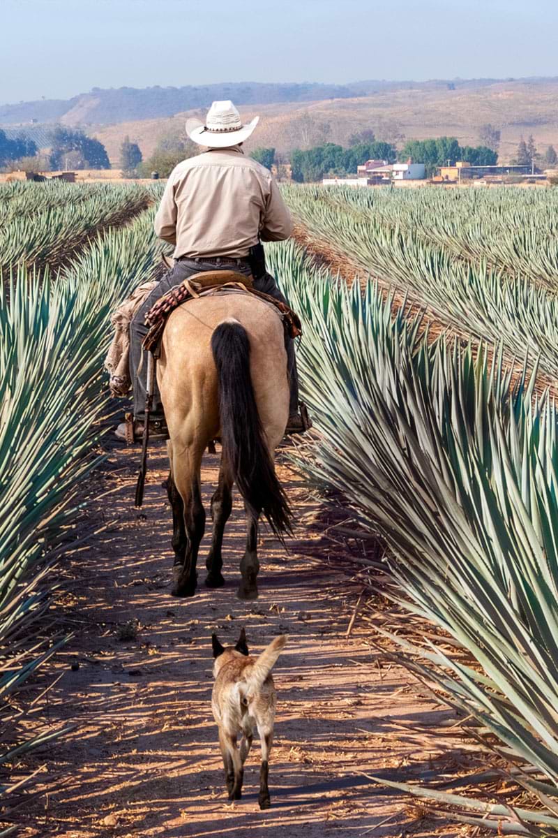 Joe Bee Agave Green  